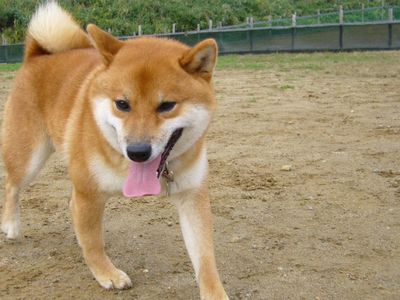 小鉄くん