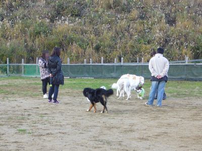 11/20ｗｅｌｉｎａｄｏｇｐａｒｋ