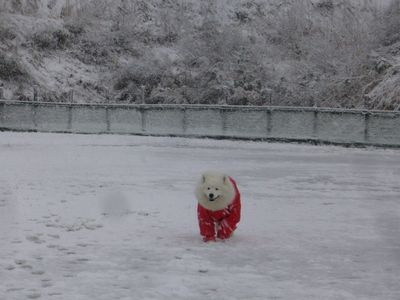 マメちゃん