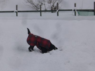 ラムちゃん