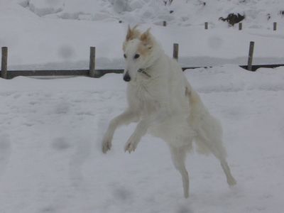 ふれあちゃん