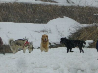 3/23ｗｅｌｉｎａｄｏｇｐａｒｋ