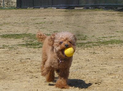 ララちゃん