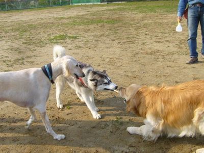4/27ｗｅｌｉｎａｄｏｇｐａｒｋ