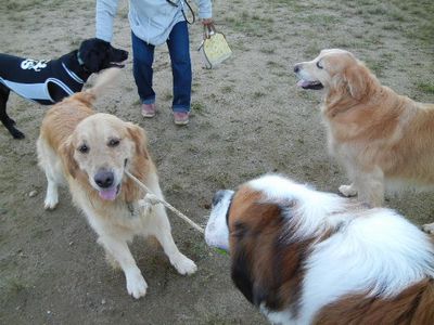 9/24ｗｅｌｉｎａｄｏｇｐａｒｋ2011-0924-7.JPG