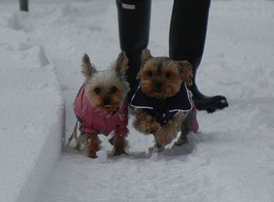 トト＆チッチ