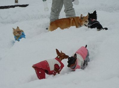 1/15ｗｅｌｉｎａｄｏｇｐａｒｋ