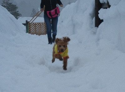 クルーちゃん