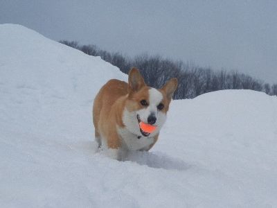 コロンちゃん