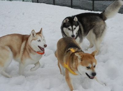 3/25ｗｅｌｉｎａｄｏｇｐａｒｋ