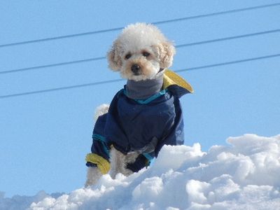 ふたばくん