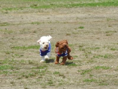 ふたばくん＆みつばくん