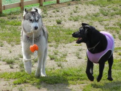 5/16ｗｅｌｉｎａｄｏｇｐａｒｋ