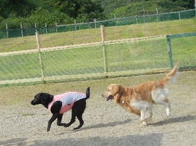 6/8ｗｅｌｉｎａｄｏｇｐａｒｋ