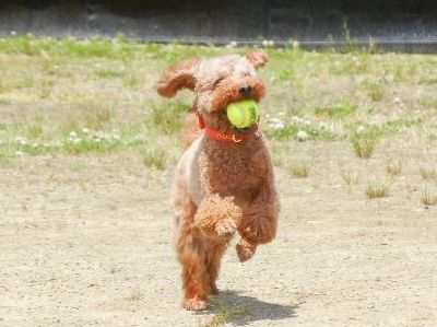 あんこちゃん