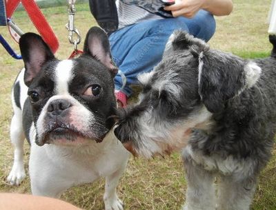 9/29ｗｅｌｉｎａｄｏｇｐａｒｋ