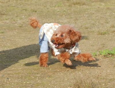 あんこちゃん