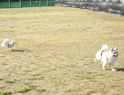 10/09ｗｅｌｉｎａｄｏｇｐａｒｋ