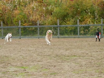 11/11ｗｅｌｉｎａｄｏｇｐａｒｋ