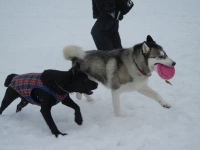 12/28ｗｅｌｉｎａｄｏｇｐａｒｋ