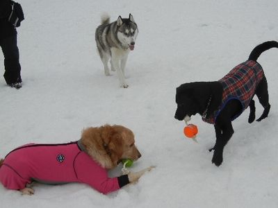 12/28ｗｅｌｉｎａｄｏｇｐａｒｋ
