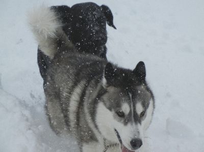 1/1ｗｅｌｉｎａｄｏｇｐａｒｋ