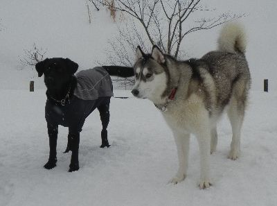1/19welinadogpark