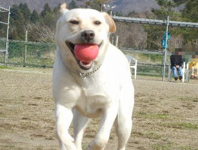 マリーちゃん