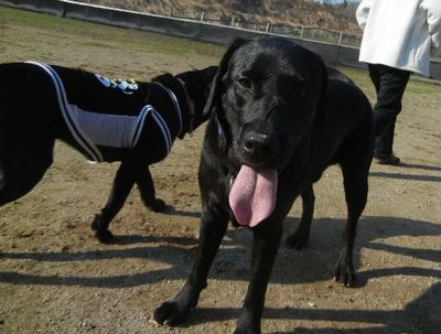 4/13ｗｅｌｉｎａｄｏｇｐａｒｋ