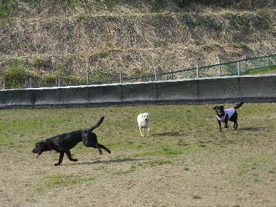 4/29ｗｅｌｉｎａｄｏｇｐａｒｋ