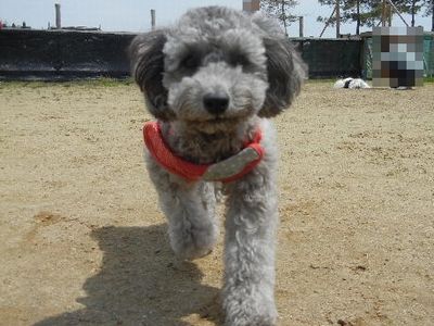 5/6ｗｅｌｉｎａｄｏｇｐａｒｋ