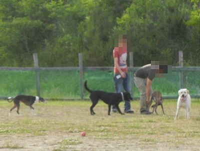 6/9ｗｅｌｉｎａｄｏｇｐａｒｋ