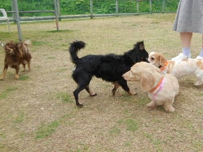 6/15ｗｅｌｉｎａｄｏｇｐａｒｋ