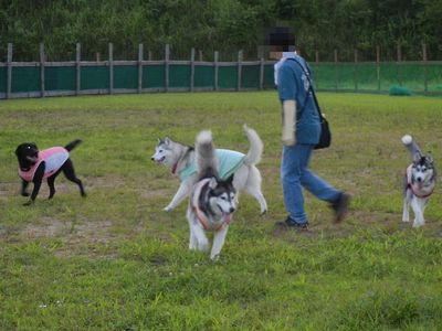 7/29ｗｅｌｉｎａｄｏｇｐａｒｋ