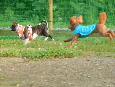 7/29ｗｅｌｉｎａｄｏｇｐａｒｋ