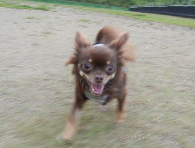8/6ｗｅｌｉｎａｄｏｇｐａｒｋ