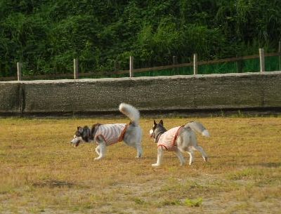 8/18ｗｅｌｉｎａｄｏｇｐａｒｋ