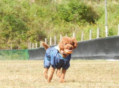 ワンワン運動会