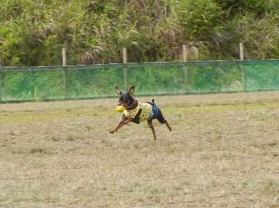 ワンワン運動会