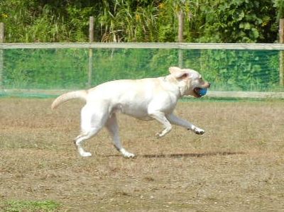 ワンワン運動会