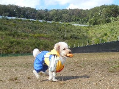 ワンワン運動会