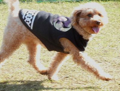 11/6ｗｅｌｉｎａｄｏｇｐａｒｋ