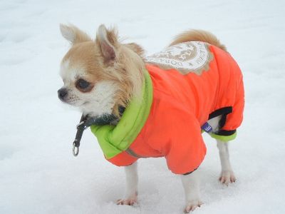 12/19ｗｅｌｉｎａｄｏｇｐａｒｋ