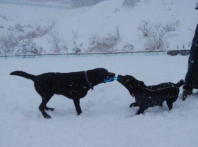 1/11ｗｅｌｉｎａｄｏｇｐａｒｋ