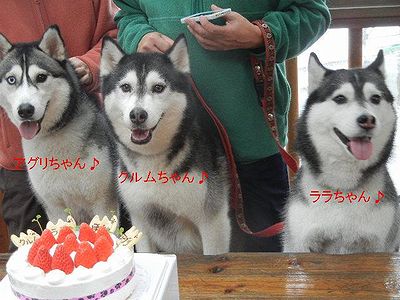 1/26ｗｅｌｉｎａｄｏｇｐａｒｋ