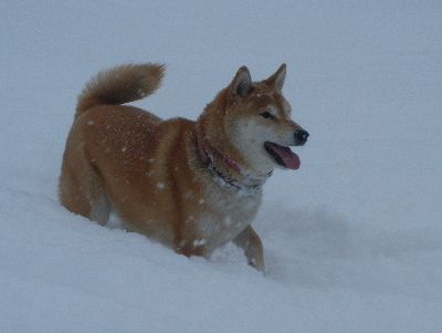 welina-dogpark