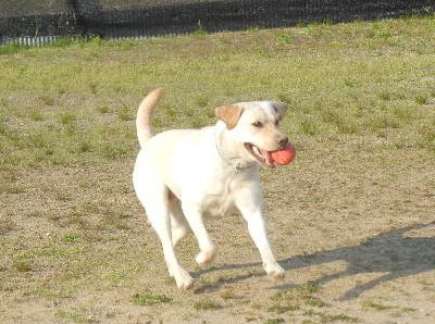 welina-dogpark