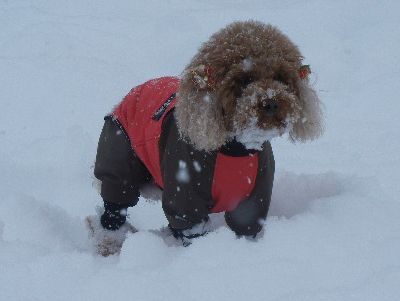 welina-dogpark