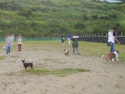 welina-dogpark