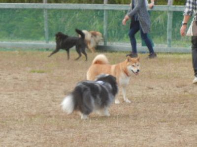 welina-dogpark